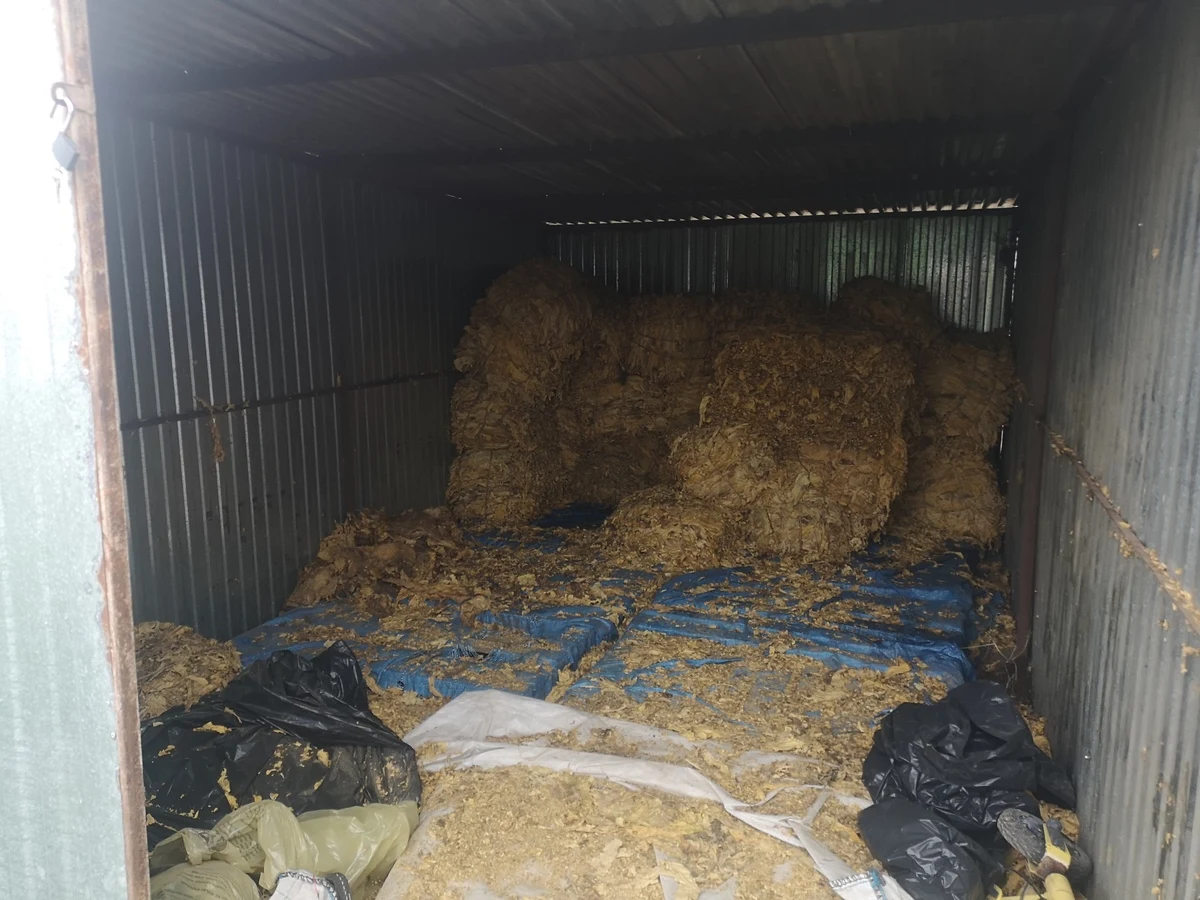 Nawet dwa miliony złotych mógłby stracić Skarb Państwa, gdyby produkty z nielegalnej wytwórni wyrobów tytoniowych, która działała w gminie Kocmyrzów-Luborzyca trafiły na rynek. Policjanci zatrzymali 37-latka, a do depozytu trafiły ponad 3 tony liści tytoniu, dwie maszyny służące do ich krojenia oraz blisko 200 kilogramów krajanki.

