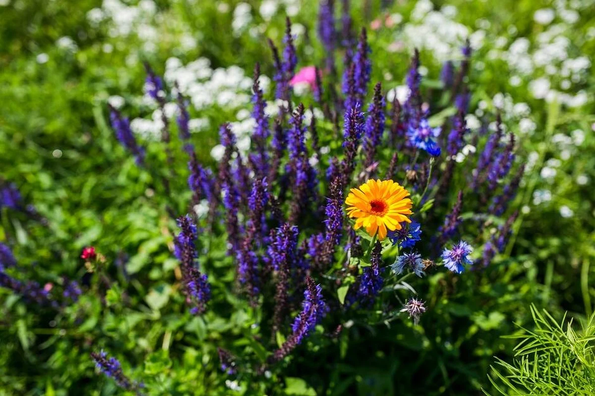 W Gdańsku pojawi się 12 łąk kwietnych - informuje Gdański Zarząd Dróg i Zieleni. 3Urząd Miasta. Sprawdź gdzie jeszcze będzie kolorowo. 