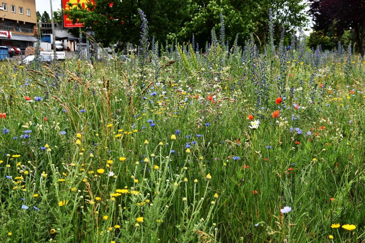 ​Nie tylko cieszą oko, ale także zapewniają bioróżnorodność, są stołówką dla owadów i zapobiegają wysychaniu gleby. Miejskie łąki kwietne można właśnie podziwiać w pełnym rozkwicie. Spośród posianych dwa lata temu roślin, dominować zaczęły te wieloletnie.