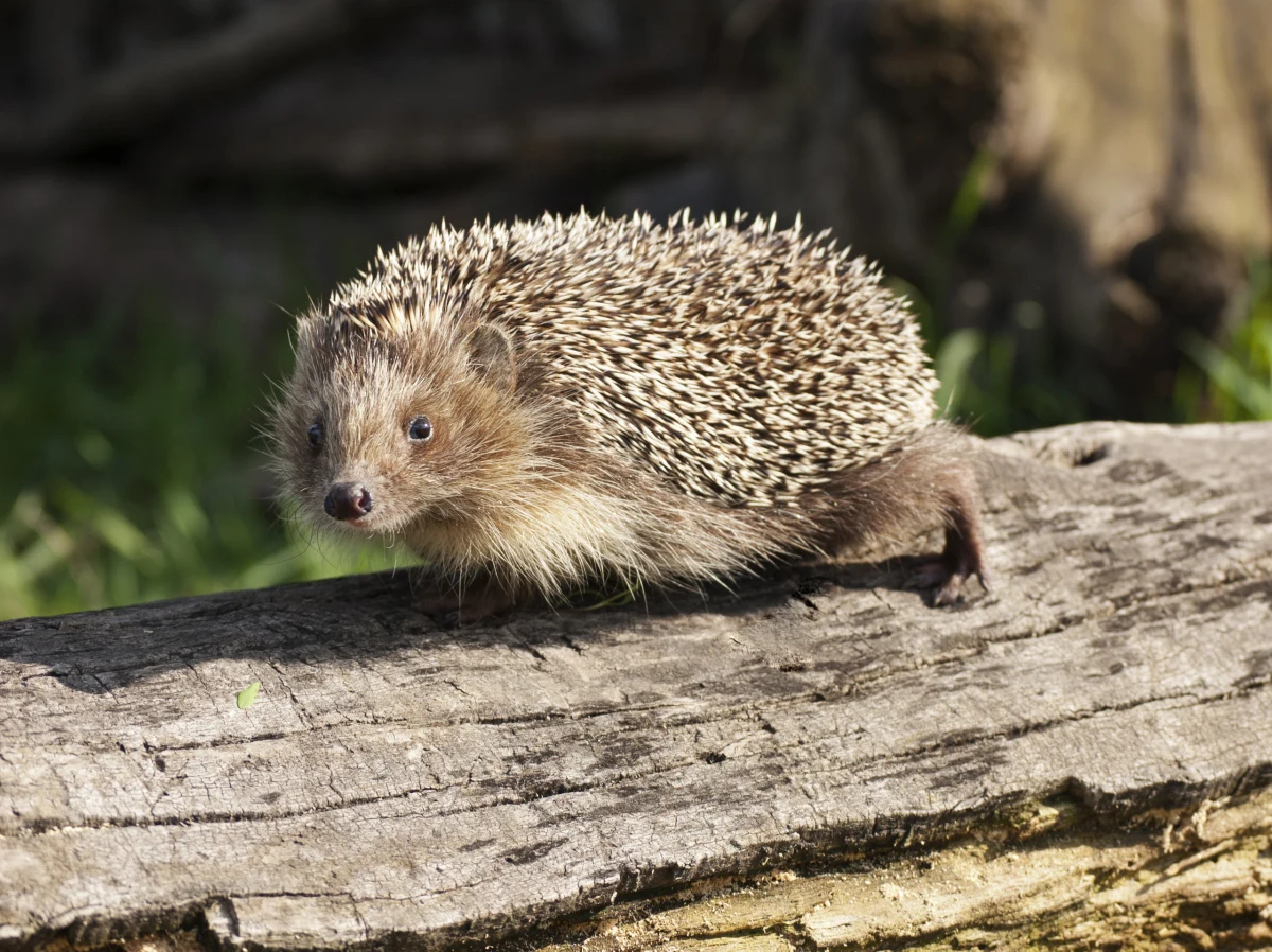 Jutro 16 czerwca o godzinie 8.30 przed Smokiem Wawelskim w Krakowie inicjatywa Jasna Esencja Życia organizuje protest w obronie jeży. Na miejscu pojawi się Joanna Suwała, prowadząca ośrodek rehabilitacji jeży w Stanowicach.