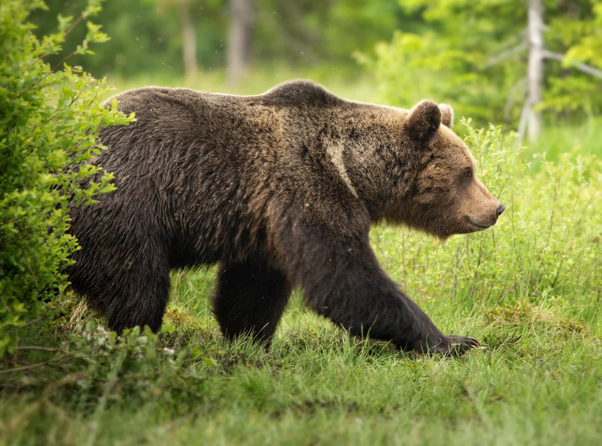 W środę po południu niedźwiedź zaatakował ratownika górskiego na Słowacji. Ranny w głowę mężczyzna uciekł na drzewo i wezwał pomoc.
