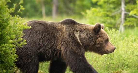 W środę po południu niedźwiedź zaatakował ratownika górskiego na Słowacji. Ranny w głowę mężczyzna uciekł na drzewo i wezwał pomoc.