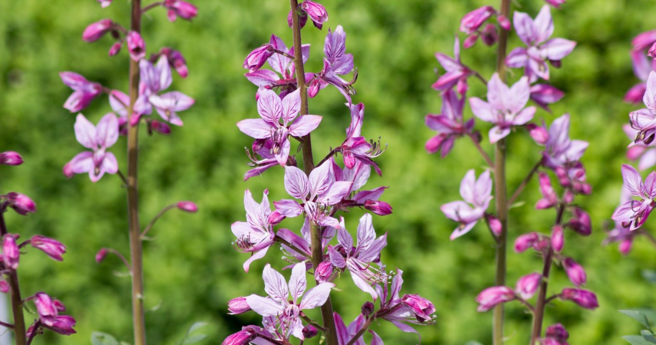 Ta roślina zachwyca niecodziennym wyglądem i "zachowaniem". Nie bez powodu nazywają ją krzewem Mojżesza