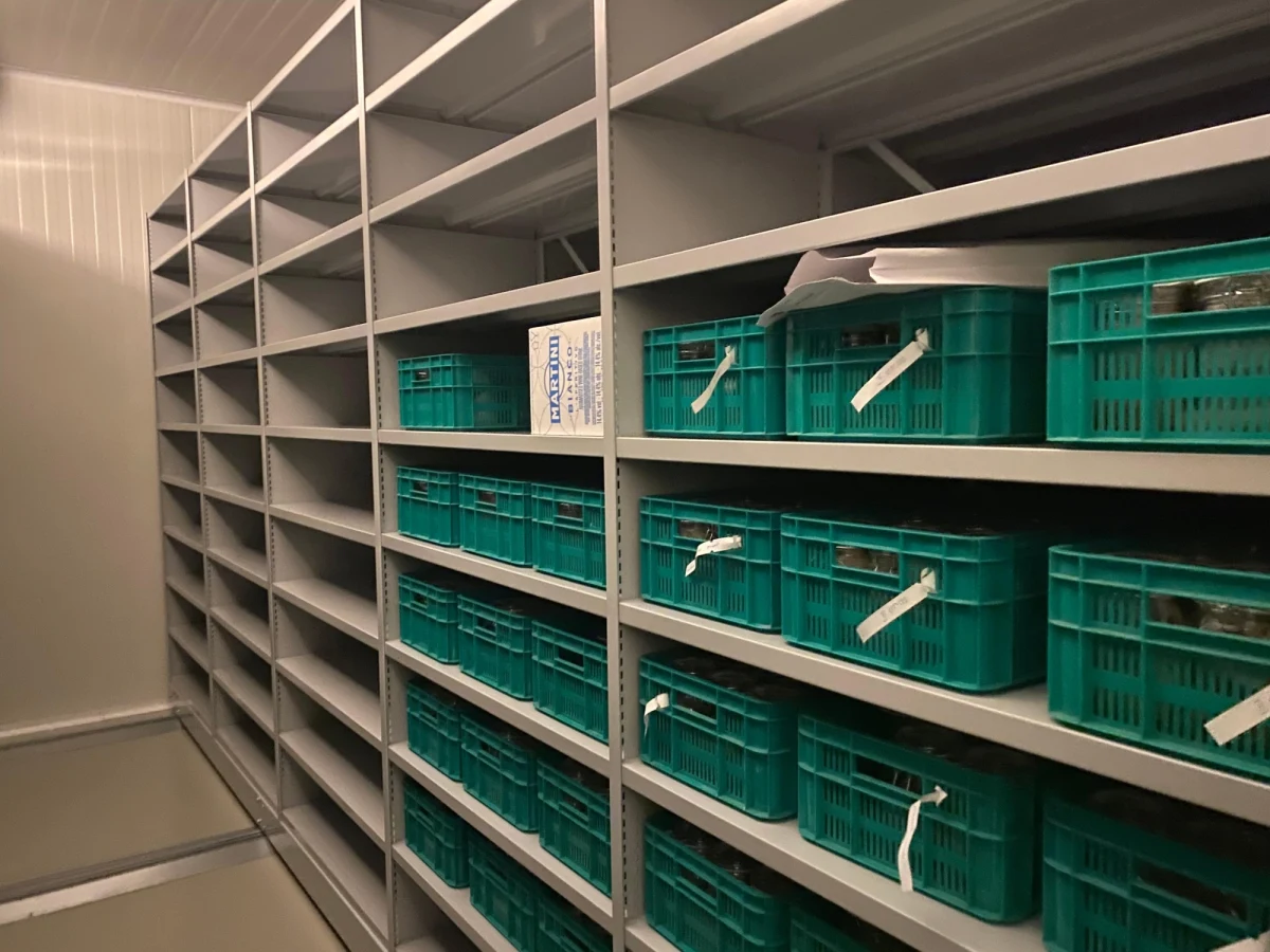 ​30 tysięcy genotypów roślin będzie składowanych w Regionalnym Centrum Bioróżnorodności Ogrodniczej (RCBO). W działającym przy Instytucie Ogrodnictwa w Skierniewicach obiekcie gromadzone są genotypy roślin warzywnych i zielnych, które będzie można odtworzyć, jeśli wyginą albo zostaną zniszczone.