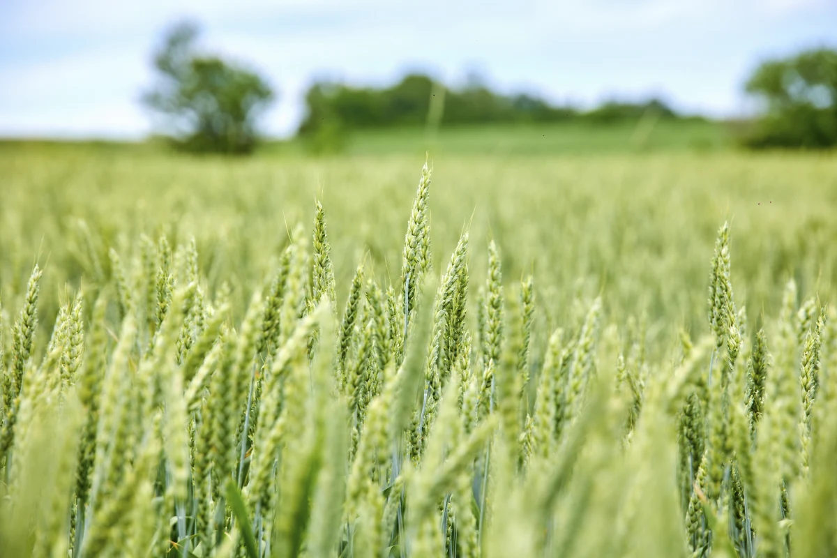 Wojna Rosji z Ukrainą grozi wywołaniem globalnej fali głodu. Co więcej, Kreml prowadzi działania dezinformacyjne, oskarżając UE o blokowanie eksportu zbóż i nawozów - napisał Wysoki Przedstawiciel Unii ds. Zagranicznych Josep Borrell. Artykuł z jego wypowiedzią opublikowany został na stronie Europejskiej Służby Działań Zewnętrznych (EEAS).