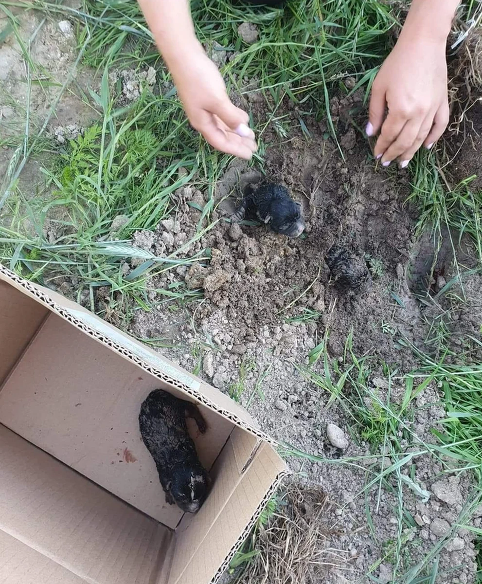 Policja poszukuje sprawcy zakopania żywcem trzech szczeniaków - mówi mł. asp. Konrad Tokarski z biura prasowego ostrowskiej policji. Jak zaznacza, jedno ze zwierząt nie żyje. 