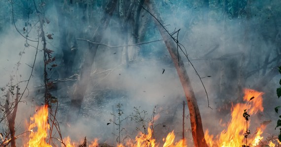 Łącznie 28 jednostek straży pożarnej brało udział w gaszeniu dwóch pożarów lasu, do których doszło w niedzielne popołudnie w okolicach miejscowości Wrzeszczyna i Brzeźno (pow. czarnkowsko-trzcianecki, woj. wielkopolskie).