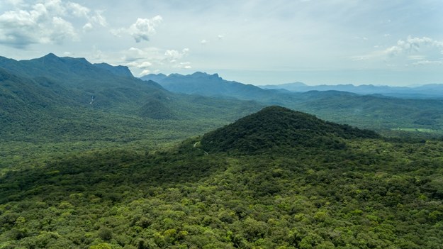 Brazylia: Odkryto skamieliny lasu sprzed 290 mln lat