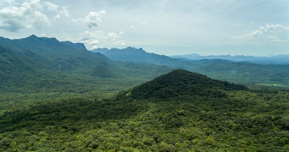 Naukowcy z Brazylii, związani z kilkoma ośrodkami akademickimi tego kraju, odkryli w jego południowej części skamieliny prastarego lasu. Badacze szacują jego wiek na około 290 mln lat.