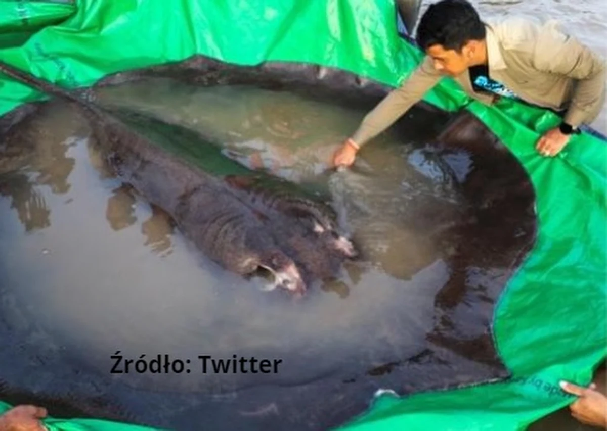 Rybacy w Kambodży złowili w Mekongu ok. 300-kilogramową płaszczkę, która według naukowców jest największą rybą słodkowodną udokumentowaną w historii – podała agencja AFP. Ze zdjęć opublikowanych przez media wynika, że na brzeg wciągało ją około 12 ludzi.