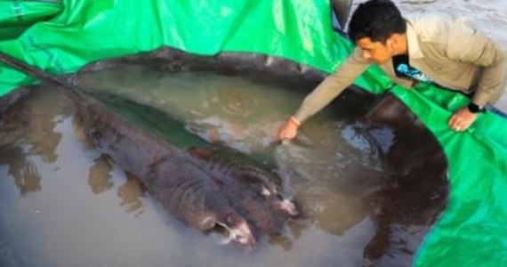 Rybacy w Kambodży złowili w Mekongu ok. 300-kilogramową płaszczkę, która według naukowców jest największą rybą słodkowodną udokumentowaną w historii – podała agencja AFP. Ze zdjęć opublikowanych przez media wynika, że na brzeg wciągało ją około 12 ludzi.