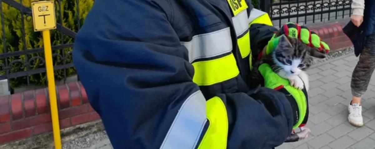Na ratunek kociakowi uwięzionemu w odpływie studzienki drogowej pospieszyli strażacy z Ochotniczej Straży Pożarnej w Gościnie pod Kołobrzegiem. Dzięki ich poświęceniu udało się wydobyć kotka z pułapki.