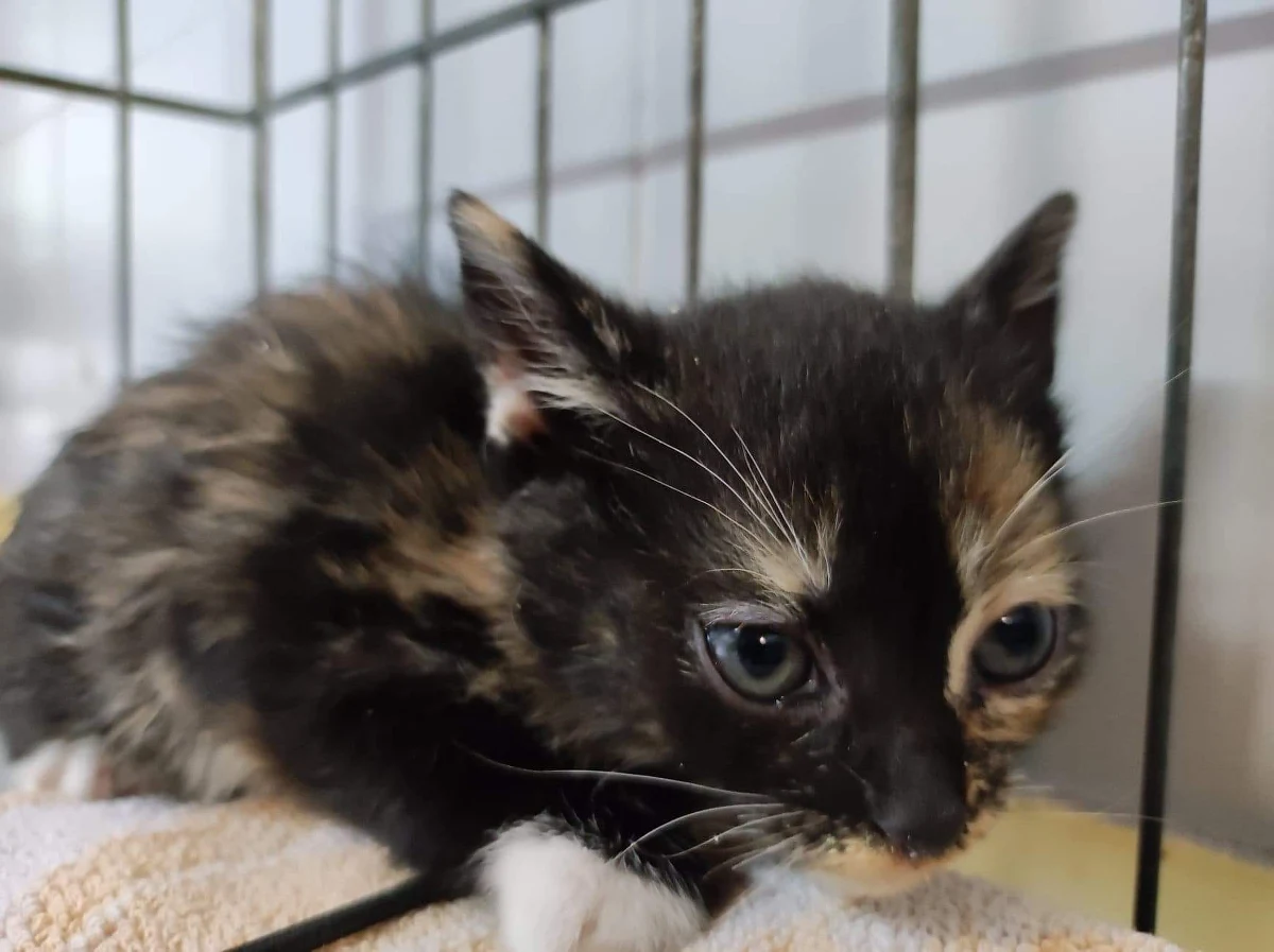 TOZ Schronisko dla Bezdomnych Zwierząt we Wrocławiu alarmuje. Adopcje kotów stoją praktycznie w miejscu, a zwierząt cały czas przybywa - szczególnie kociąt urodzonych w tym roku. Jeśli ktoś myśli o przygarnięciu kota, to teraz jest dobry czas - podkreśla dyrektorka schroniska.