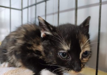 Nie ma chętnych do adopcji, a kotów przybywa. Schronisko prosi o pomoc