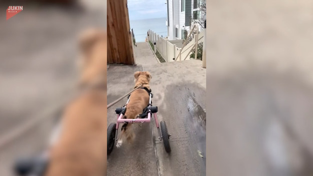 W sieci pojawiło się nagranie pewnego psa, który mimo niepełnosprawności potrafi cieszyć się życiem. Bieg na plażę to coś, obok czego nie przejdzie obojętnie!