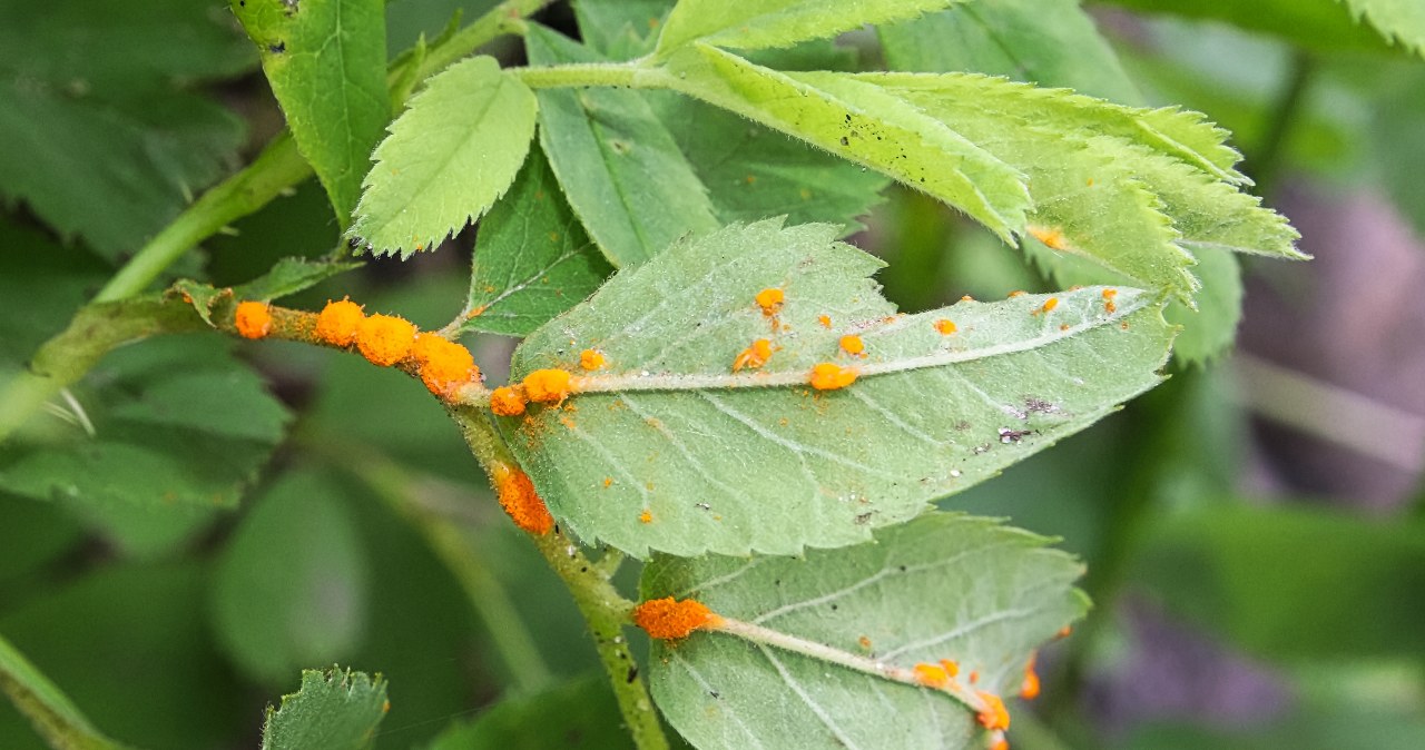​Widzisz rdzawe plamy na liściach róży? Nie czekaj, gwałtownie zrób ten domowy oprysk