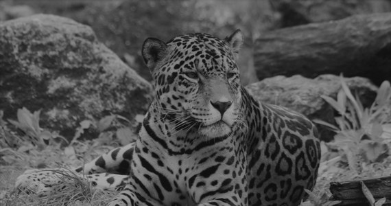 Miejski Ogród Zoologiczny w Warszawie przekazał informację o śmierci 21-letniego jaguara Kalego. Był to jeden z najstarszych podopiecznych ogrodu. 