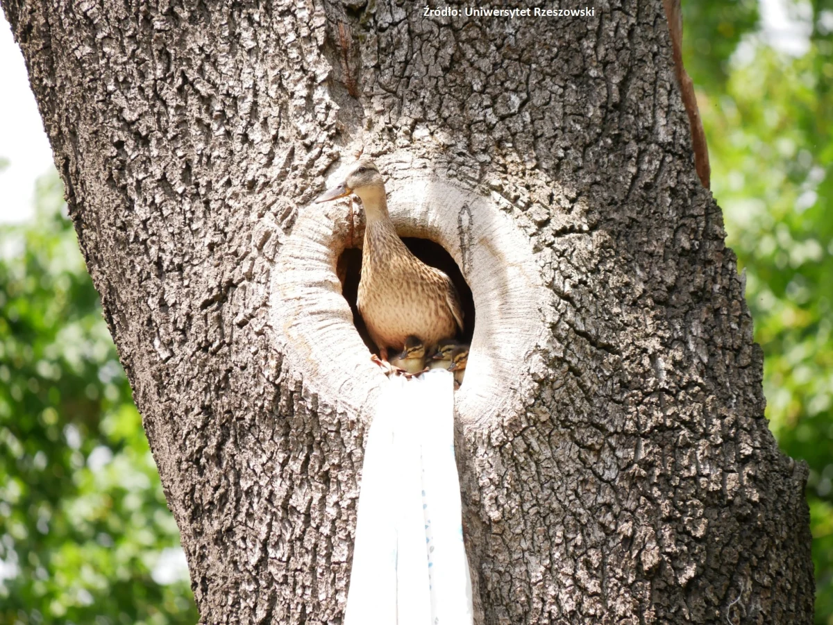 Kaczka krzyżówka postanowiła w Rzeszowie założyć gniazdo w dziupli - ponad 10 metrów nad ziemią. Kiedy wykluły się pisklęta, matka z dołu nawoływała je do zejścia z drzewa. Na taki kaskaderski wyczyn zdecydowało się tylko jedno kaczątko. Na szczęście na pomoc ruszył zespół z Katedry Biologii Instytutu Biologii i Biotechnologii Uniwersytetu Rzeszowskiego, Kolegium Nauk Przyrodniczych UR oraz strażacy.