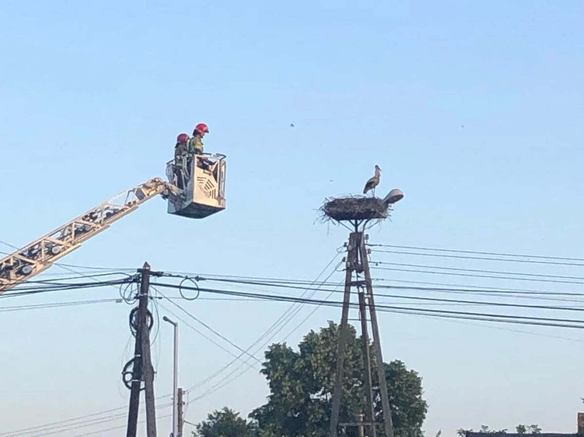 Do nietypowej interwencji strażaków doszło w Wyszkowie Śląskim na Opolszczyźnie. Druhowie miejscowego OSP zostali wezwani na pomoc bocianowi, który był w gnieździe i dławił się plastikowym woreczkiem. By mu pomóc, zamknięto fragment drogi. We wsi wyłączono też na chwilę prąd.
