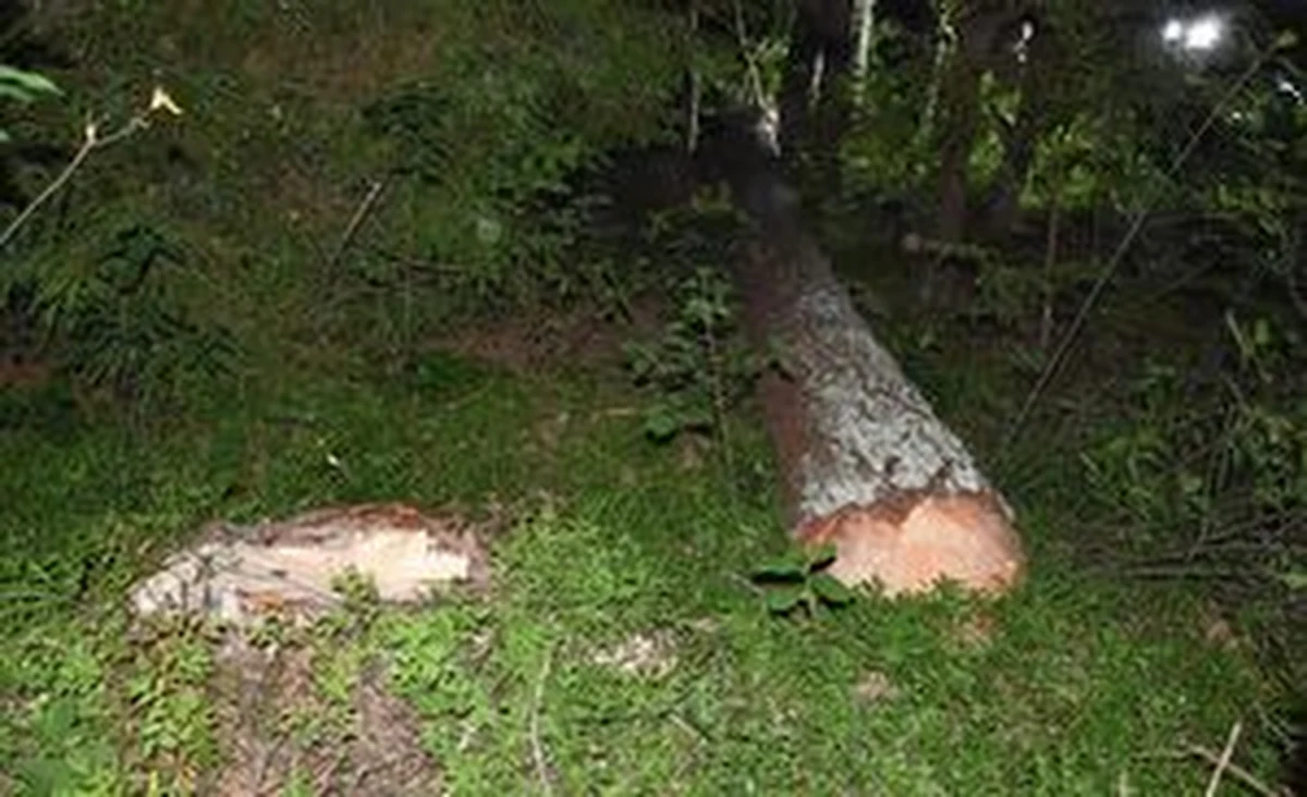 Policja pod nadzorem prokuratury wyjaśnia okoliczności nieszczęśliwego wypadku, do którym doszło w lesie w miejscowości Łosiniec na Lubelszczyźnie. 63-latek zginął przygnieciony przez drzewo.

