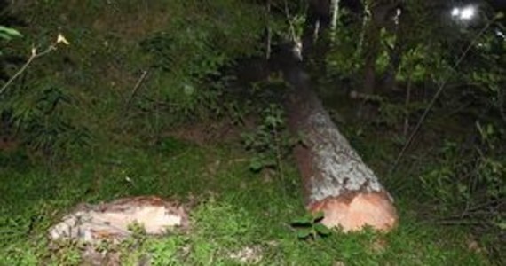 Policja pod nadzorem prokuratury wyjaśnia okoliczności nieszczęśliwego wypadku, do którym doszło w lesie w miejscowości Łosiniec na Lubelszczyźnie. 63-latek zginął przygnieciony przez drzewo.

