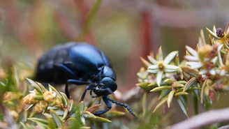 Groźny chrząszcz w polskich lasach. Na początku wakacji uważaj na oleicę krówkę