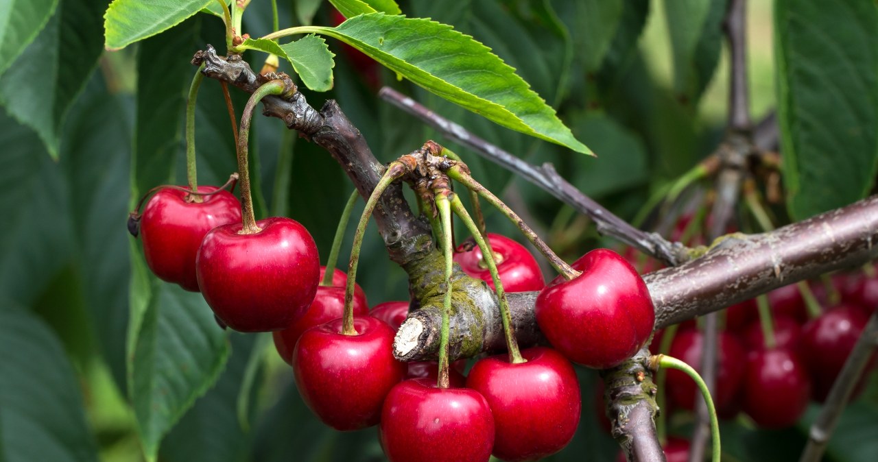 Podsyp czereśnie popiołem drzewnym na wiosnę. Owoce będą słodkie i soczyste