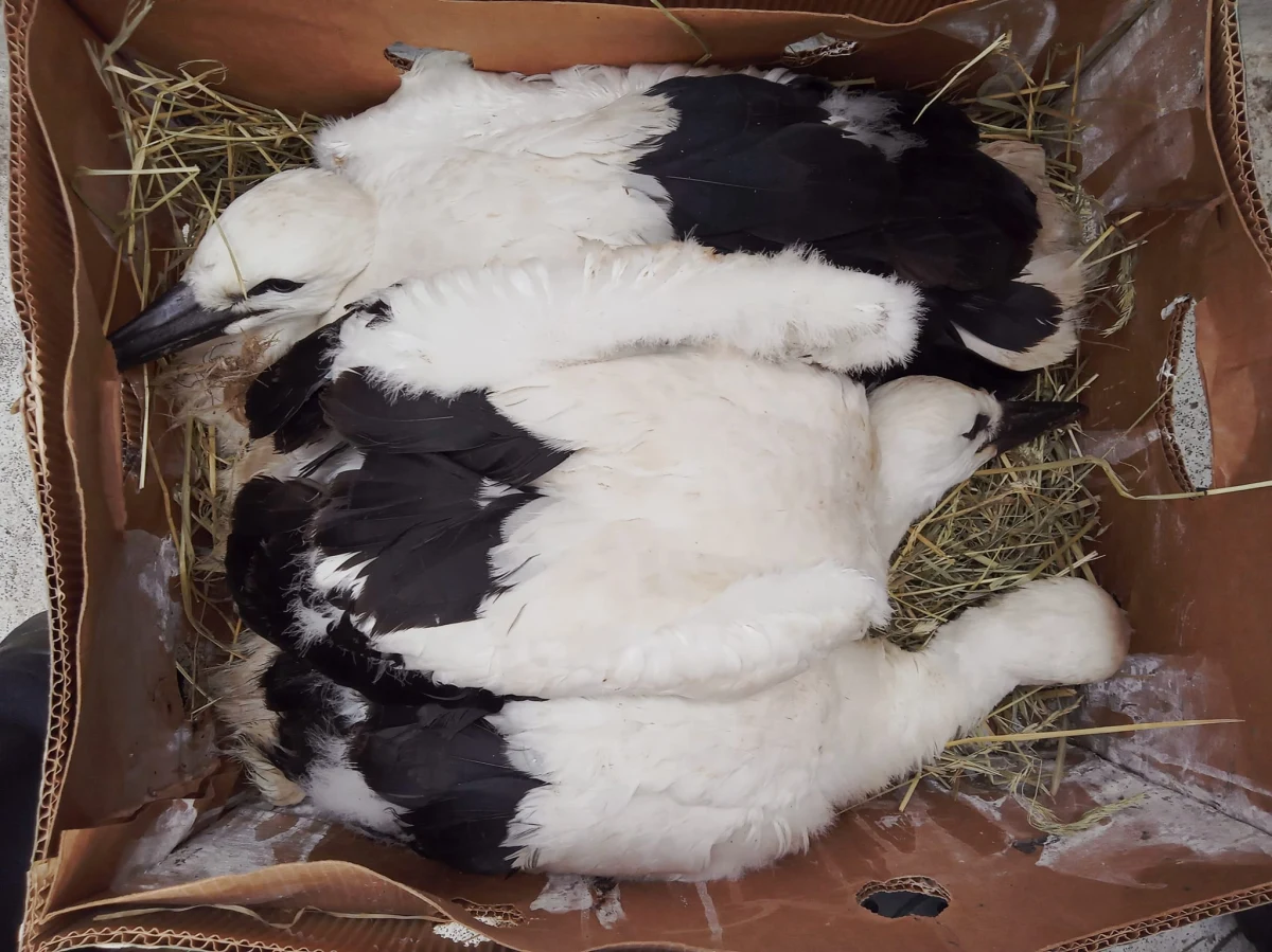 Przedstawiciele stowarzyszenia Szansa dla Bociana wraz z pracownikami PGE Dystrybucja uratowali trzy młode bociany, które od kilku dni były same na gnieździe w Baranowie. Pisklęta zostały przewiezione do ośrodka rehabilitacji w Motyczu.