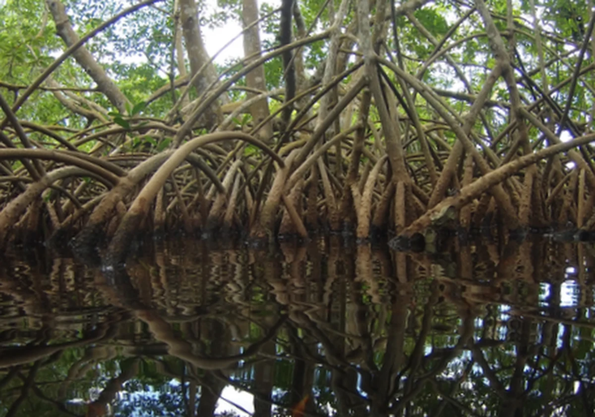 Gigantyczna bakteria znaleziona w lesie namorzynowym na Gwadelupie stawia pod znakiem zapytania dotychczasową wiedzę na temat takich mikroorganizmów. Widoczna gołym okiem bakteria z gatunku Thiomargarita magnifica dopiero pod mikroskopem zdradza zaskakująco wysoki poziom organizacji. Jak piszą na łamach czasopisma "Science" naukowcy z Université des Antilles, Joint Genome Institute, Lawrence Berkeley National Laboratory i Laboratory for Research in Complex Systems w Menlo Park bakteria jest mniej więcej 5 tysięcy razy większa od innych. Gdyby była człowiekiem, miałaby wzrost... Mount Everestu. Najciekawsze jest jednak to, co skrywa wewnątrz.