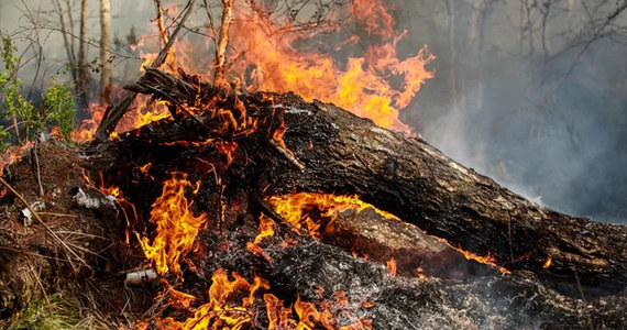 Pomógł deszcz, ale wciąż około 100 strażaków dogasza pożar lasu w okolicach Bielawy Dolnej w powiecie zgorzeleckim na Dolnym Śląsku. Ogień pojawił się po południu w trzech miejscach w Nadleśnictwie Pieńsk.
