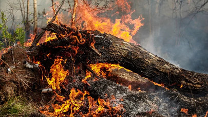 Dolnośląskie: Płonie las. Ogień może obejmować już 35 hektarów!
