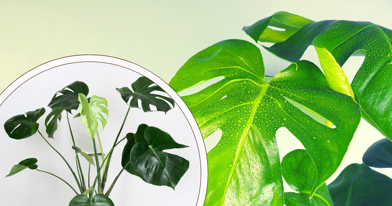 plant light grow LED Plant Light – Full Spectrum Grow Light for Indoor Plants – Urbane Eight  Inc