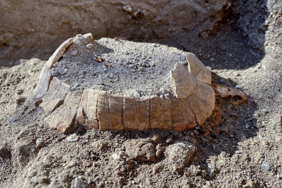 Podczas prac archeologicznych w Pompejach znaleziono szczątki ciężarnej żółwicy. Obok niej leżało jajo. Jak podaje BBC, żółwica ukrywała się pod zniszczonym przez trzęsienie ziemi budynkiem.