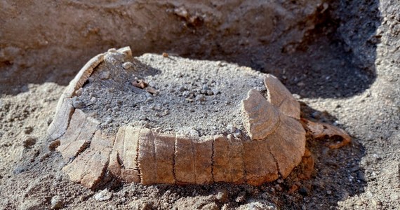 Podczas prac archeologicznych w Pompejach znaleziono szczątki ciężarnej żółwicy. Obok niej leżało jajo. Jak podaje BBC, żółwica ukrywała się pod zniszczonym przez trzęsienie ziemi budynkiem.