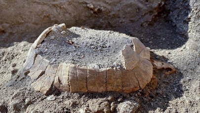 Szczątki żółwicy znalezione w Pompejach. Obok leżało jajo