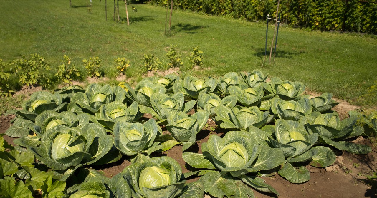 Kapusta za nimi nie przepada. Czego nie sadzić obok niej?