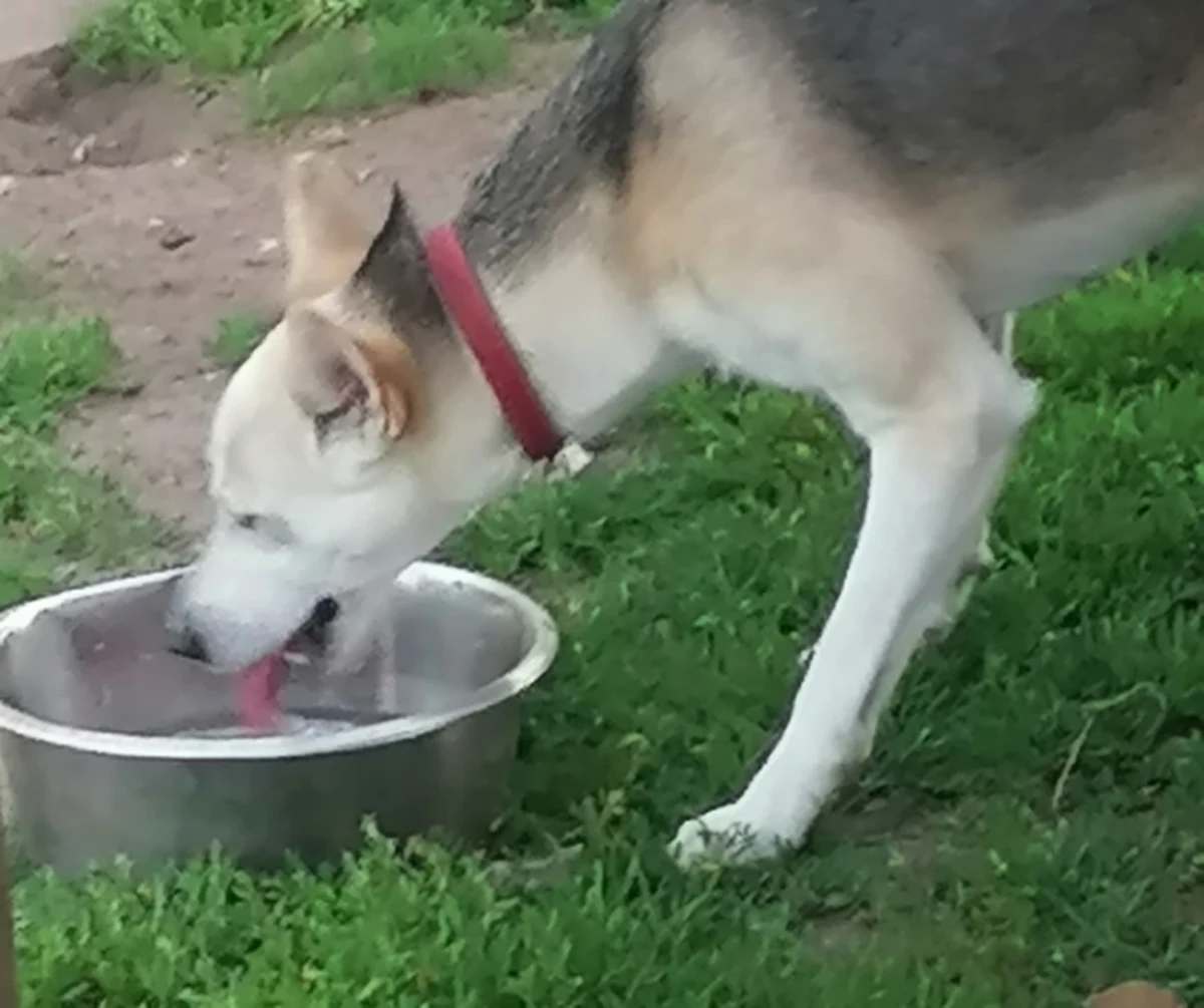Co najmniej dwa dni bez jedzenia i picia miała spędzić na balkonie jednego z bloków w Bytowie roczna suczka. Sąsiedzi widząc, że pies w upalny dzień nie ma zapewnionej opieki, zawiadomili policję.

