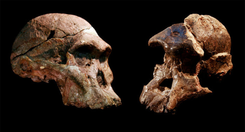 Wiele szczątków naczelnych znalezionych w zespole wapiennych jaskiń Sterkfontein może być w rzeczywistości dużo starszych, niż pierwotnie uważaliśmy. Według nowych badań mogliśmy pomylić się w obliczeniach o ponad 1 mln lat! 