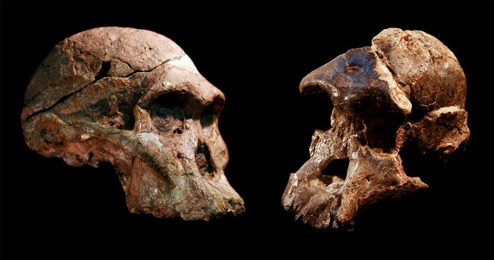 Wiele szczątków naczelnych znalezionych w zespole wapiennych jaskiń Sterkfontein może być w rzeczywistości dużo starszych, niż pierwotnie uważaliśmy. Według nowych badań mogliśmy pomylić się w obliczeniach o ponad 1 mln lat! 
