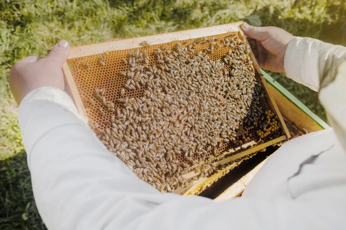 Osiem uli ma Europejska Pasieka Miejska otwarta w środę na Uniwersytecie Przyrodniczym we Wrocławiu. To już druga pasieka na tej uczelni. Liczy kilka rodzin pszczelich - a w nich znalazło się łącznie kilkaset tysięcy pszczół.

