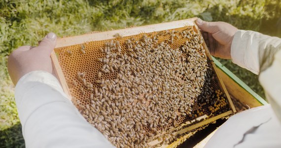 Osiem uli ma Europejska Pasieka Miejska otwarta w środę na Uniwersytecie Przyrodniczym we Wrocławiu. To już druga pasieka na tej uczelni. Liczy kilka rodzin pszczelich - a w nich znalazło się łącznie kilkaset tysięcy pszczół.

