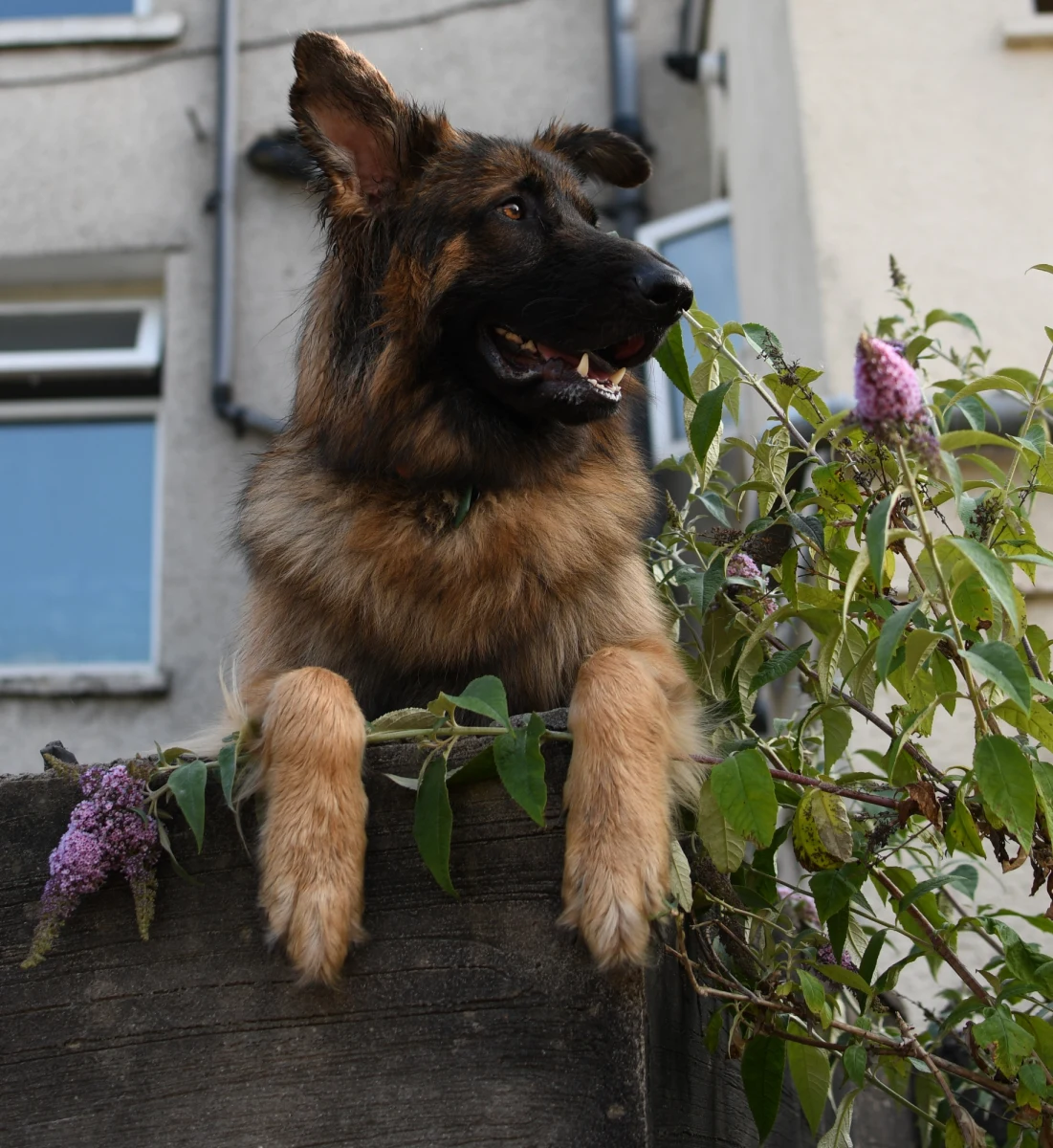 W najbliższych dniach spodziewamy się rekordowych upałów w Polsce. W czwartek w wielu miejscach w kraju termometry pokażą temperaturę powyżej 35 stopni Celsjusza. Sami potrafimy w takich sytuacjach zadbać o siebie i o swoje zdrowie, ale zwierzęta udomowione i dzikie potrzebują naszej pomocy. Jak zadbać o ich komfort?