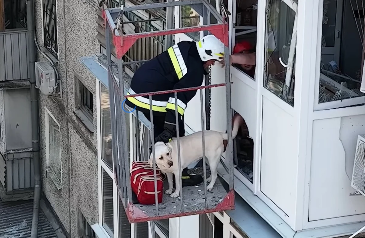 "Takie wieści są jak promyczek nadziei" - napisały ukraińskie służby, informując o niezwykłej akcji ratowania labradora, który został sam na trzecim piętrze zbombardowanego budynku w Mikołajowie. Ukraińcy pokazali nagranie z akcji ratowania psa.