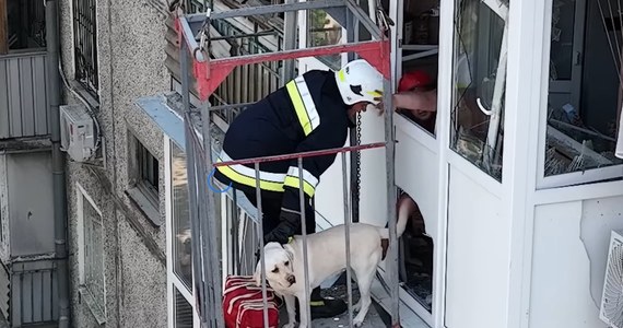"Takie wieści są jak promyczek nadziei" - napisały ukraińskie służby, informując o niezwykłej akcji ratowania labradora, który został sam na trzecim piętrze zbombardowanego budynku w Mikołajowie. Ukraińcy pokazali nagranie z akcji ratowania psa.