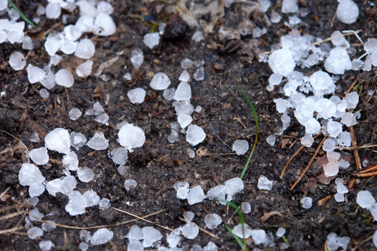 W północno-wschodniej części województwa łódzkiego niektórzy rolnicy liczą straty po wtorkowych ulewach i opadach gradu. W gminie Cielądz w powiecie rawskim zniszczona została duża plantacja warzyw, m.in. kapusty.