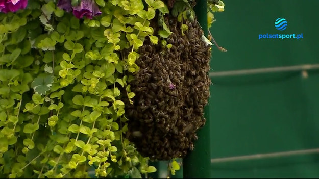 Na kortach Wimbledonu swój dom zrobiły sobie pszczoły. Owady pojawiły się na korcie nr 14. Sprawozdanie Tomasza Lorka z niecodziennej akcji usuwania roju z obiektu.

Wszystkie mecze Wimbledonu zobaczysz na sportowych kanałach Polsatu i na platformie Polsat Box Go. 
Skróty i najciekawsze zagrania z turnieju obejrzysz w Interii Sport.

KLIKNIJ TUTAJ I ZOBACZ SKRÓTY ORAZ NAJCIEKAWSZE MOMENTY WIMBLEDONU 2022.

Obserwuj Interię Sport i kibicuj Polakom!