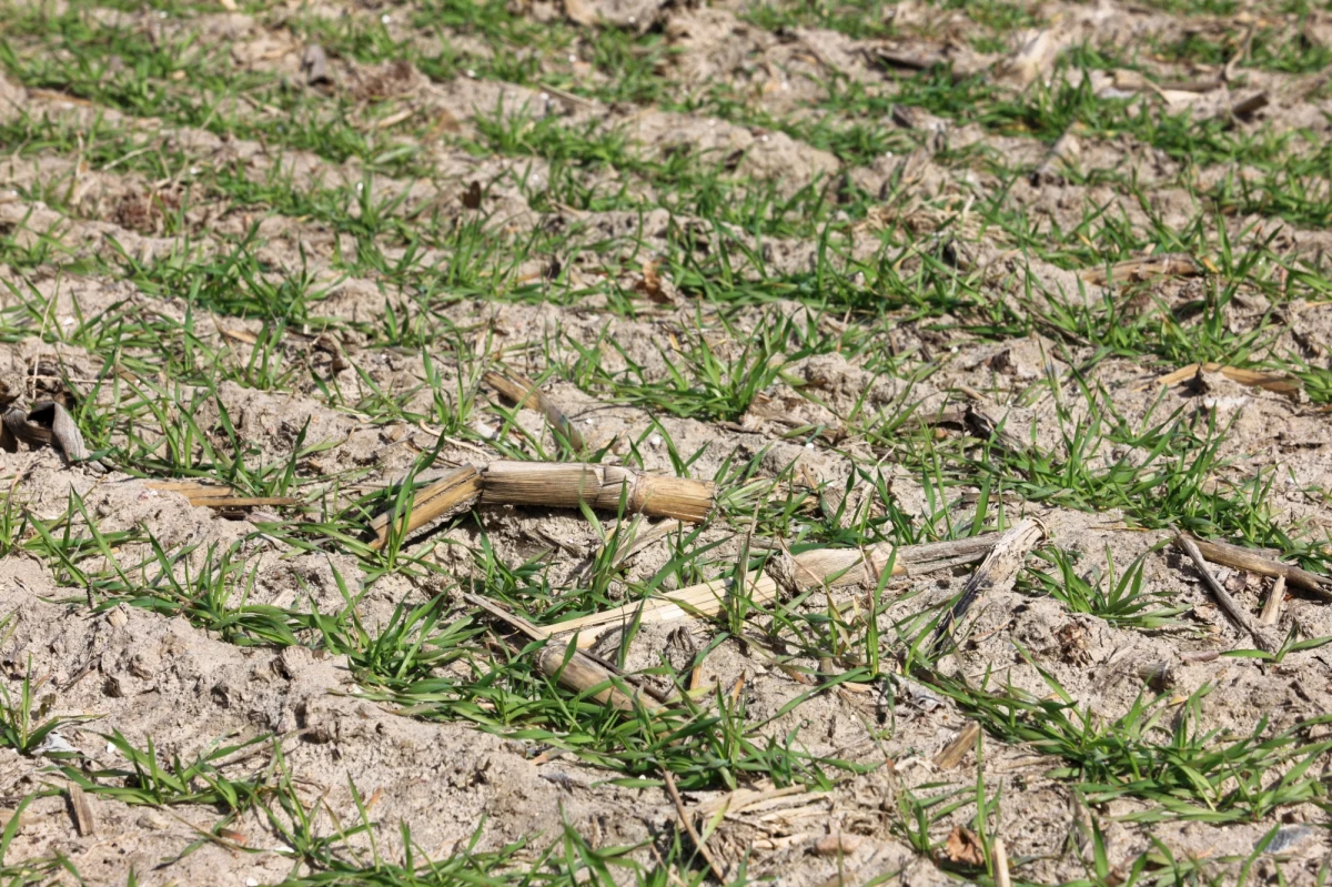 Przez kolejną falę upałów, która dotarła do Polski, kilkadziesiąt gmin w całej Polsce, wśród nich kilka z Mazowsza, apeluje do mieszkańców o rozsądne wykorzystywane bieżącej wody. 