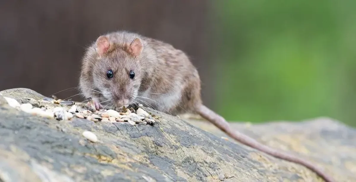 Rozpoczyna się letnia akcja deratyzacyjna we Wrocławiu. Potrwa ona od 1 do 31 lipca. Letnia deratyzacja obejmuje centrum miasta, czyli obszar ograniczony rzeką Odrą, mostem Milenijnym, ul. Milenijną, ul. Na Ostatnim Groszu, estakadą Gądowianką, ul. Klecińską, ul. Petuniową, al. Gen. Hallera, al. Armii Krajowej, Lasem Rakowieckim oraz Starą Odrą. Oznacza to, że na tym terenie z chwilą rozpoczęcia akcji powinny zostać wyłożone preparaty deratyzacyjne.