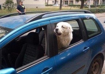 Zostawiła psa w nagrzanym samochodzie. Tłumaczyła, że zwierzę lubi przebywać w aucie