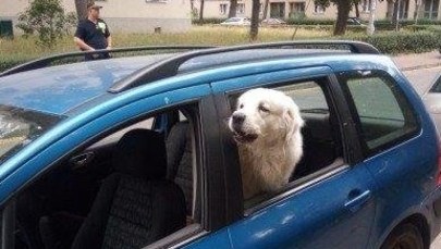 Zostawiła psa w nagrzanym samochodzie. Tłumaczyła, że zwierzę lubi przebywać w aucie